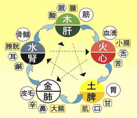 五行對應器官|臟腑